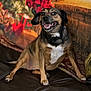 animal, black_fur, brown_fur, canine, companion, cozy, decor, dog, furniture, happy, holiday, indoor, leather_couch, pet, portrait, relaxed, sitting, smiling, tapestry, white_chest
