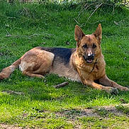 Naya a rejoint le concours — aidez-le/la à gagner de superbes lots ! animal, canine, collar, daylight, dog, ears, fur, german_shepherd, grass, greenery, looking_at_camera, lying_down, nature, outdoor, pet, playful, relaxed, smiling, snout, sunlight