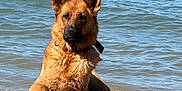 Naya a rejoint le concours — aidez-le/la à gagner de superbes lots ! alert, animal, beach, canine, daytime, dog, german_shepherd, loyal, mammal, nature, outdoor, pet, portrait, relaxing, rocks, scenic, shore, summer, water, wet_fur