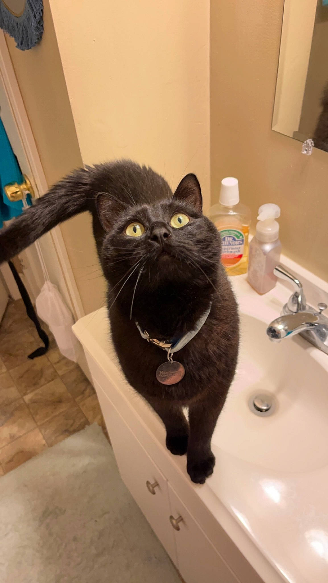 Handsome is registered to the contest to win money with this photo: bathroom, bathroom_accessory, bathroom_sink, bottle, carnivore, cat, ceramic, chair, domestic_short_haired_cat, felidae, fluid, fur, mirror, plumbing, plumbing_fitting, plumbing_fixture, sink, small_to_medium_sized_cats, tap, whiskers
