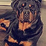 Hades participe au concours pour gagner de l'argent avec cette photo : animal, black, brown, canine, dog, ears, eyes, floor, fur, furniture, glass, indoor, laying, looking, muzzle, nose, pet, portrait, rottweiler, tile