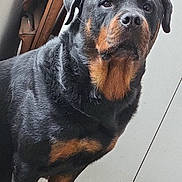 Hades participe au concours pour gagner de l'argent avec cette photo : animal, black, brown, cabinet, canine, dog, domestic, ears, eyes, floor, fur, home, indoor, looking, nose, paw, pet, portrait, rottweiler, standing