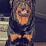 Hades a rejoint le concours — aidez-le/la à gagner de superbes lots ! alert, animal, black, brown, canine, companion, cute, dog, domestic, electronics, floor, friendly, fur, household, indoor, pet, portrait, rottweiler, sitting, television