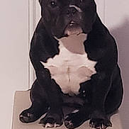 Stella Blue joined the competition — help win amazing prizes! dog, black, white, sitting, pedestal, indoor, pet, canine, muscular, short_hair, ears_up, looking_at_camera, calm, animal, companion, portrait, furniture, wall, domestic, one_animal