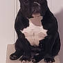 dog, black, white, sitting, pedestal, indoor, pet, canine, muscular, short_hair, ears_up, looking_at_camera, calm, animal, companion, portrait, furniture, wall, domestic, one_animal