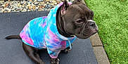 Stella Blue is registered to the contest to win money with this photo: animal, black_dog, calm, canine, casual, cute, dog, ears, fur, grass, hoodie, outdoor, pavement, paw, pet, side_view, sitting, snout, stones, tie_dye