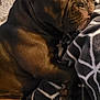 Stella Blue joined the competition — help win amazing prizes! dog, sleeping, brown_dog, blanket, patterned_blanket, paw, cozy, indoor, resting, nap, fur, canine, pet, comfortable, soft_texture, relaxed, animal, snout, claw, white_sock