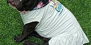Stella Blue is registered to the contest to win money with this photo: adorable, animal, bandana, black_dog, canine, clothing, cute, daylight, dog, dress, ears, fur, grass, looking_back, nature, outdoor, pet, portrait, sitting, tail