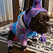 Stella Blue joined the competition — help win amazing prizes! accessory, animal, blue, clothing, cute, dog, ears, floor, hoodie, indoor, knitted_hat, leg_warmers, paws, pet, portrait, purple, rug, sitting, tie_dye, wooden_floor