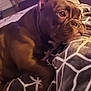 Stella Blue is registered to the contest to win money with this photo: dog, brown_dog, blanket, patterned_blanket, indoor, furniture, cabinet, floor, rug, resting, relaxed, pet, animal, cozy, head, ears, eyes, snout, living_room, soft_lighting