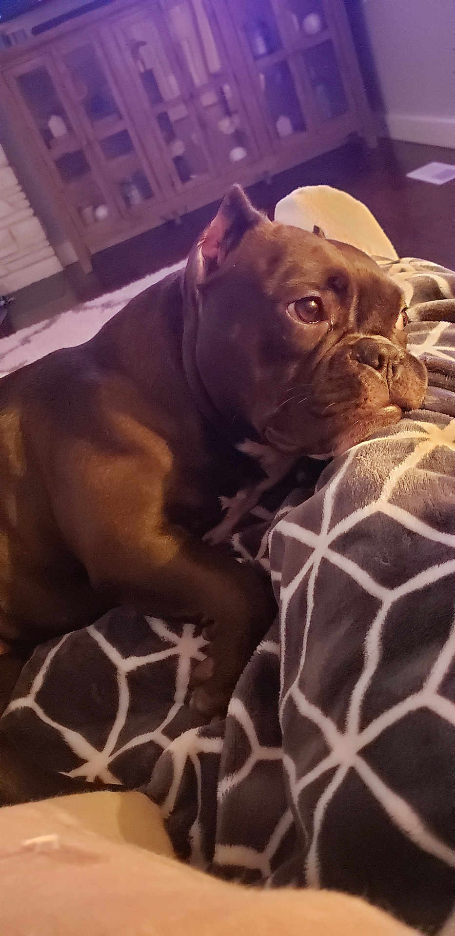 Stella Blue is registered to the contest to win money with this photo: dog, brown_dog, blanket, patterned_blanket, indoor, furniture, cabinet, floor, rug, resting, relaxed, pet, animal, cozy, head, ears, eyes, snout, living_room, soft_lighting