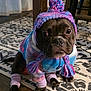 Stella Blue is registered to the contest to win money with this photo: animal, colorful_clothing, cozy, cute, dog, domestic, expression, hat, indoor, knitted_hat, leg_warmers, patterned_rug, pet, portrait, puppy, rug, sitting, tassels, warm_clothing, wooden_floor