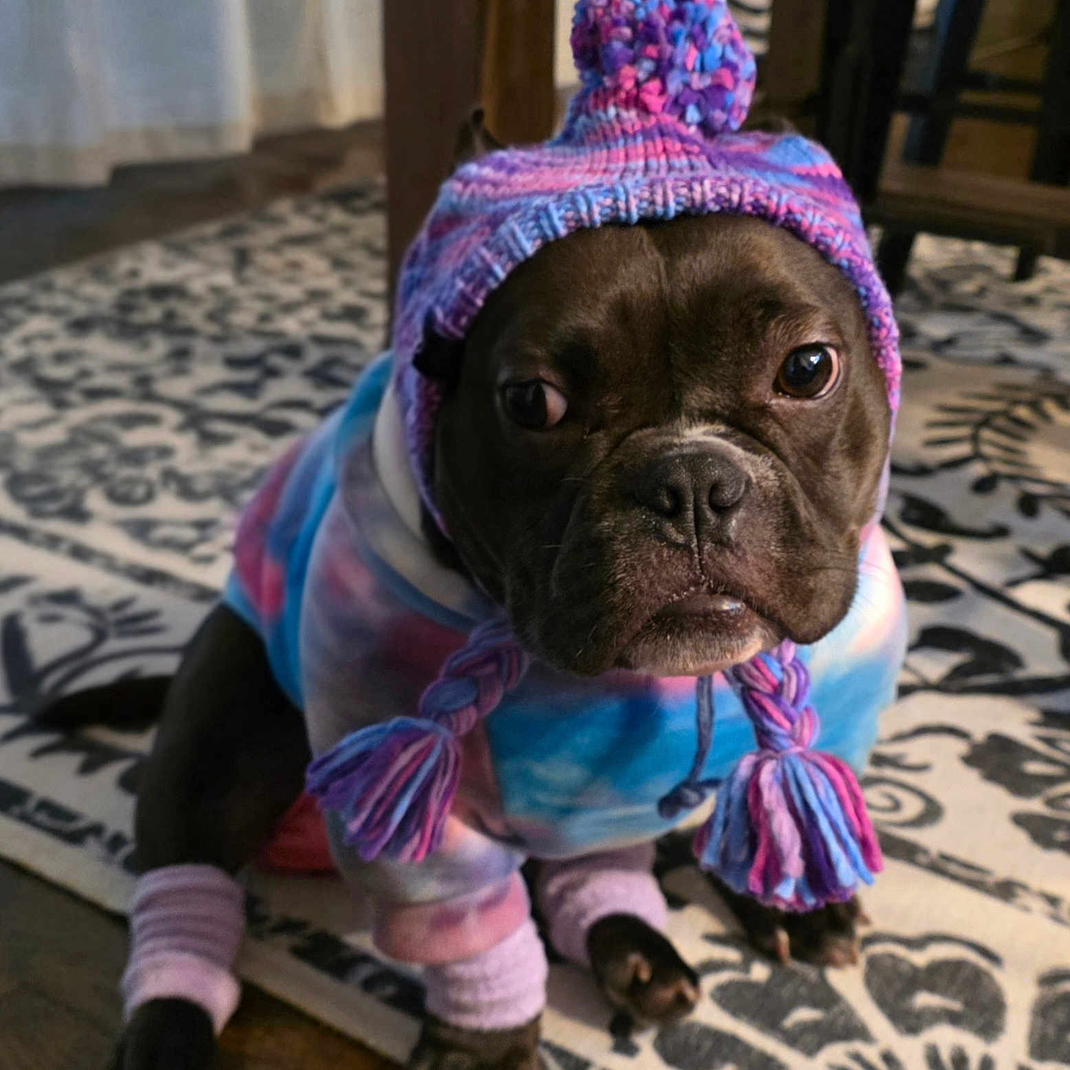 Stella Blue is registered to the contest to win money with this photo: animal, colorful_clothing, cozy, cute, dog, domestic, expression, hat, indoor, knitted_hat, leg_warmers, patterned_rug, pet, portrait, puppy, rug, sitting, tassels, warm_clothing, wooden_floor