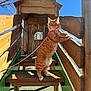 blue_sky, cat, cute, fur, ginger_cat, harness, leash, outdoors, paws, pet, playground, rail, shadow, stairs, standing, sunlight, tree, whiskers, wood, wooden_playhouse