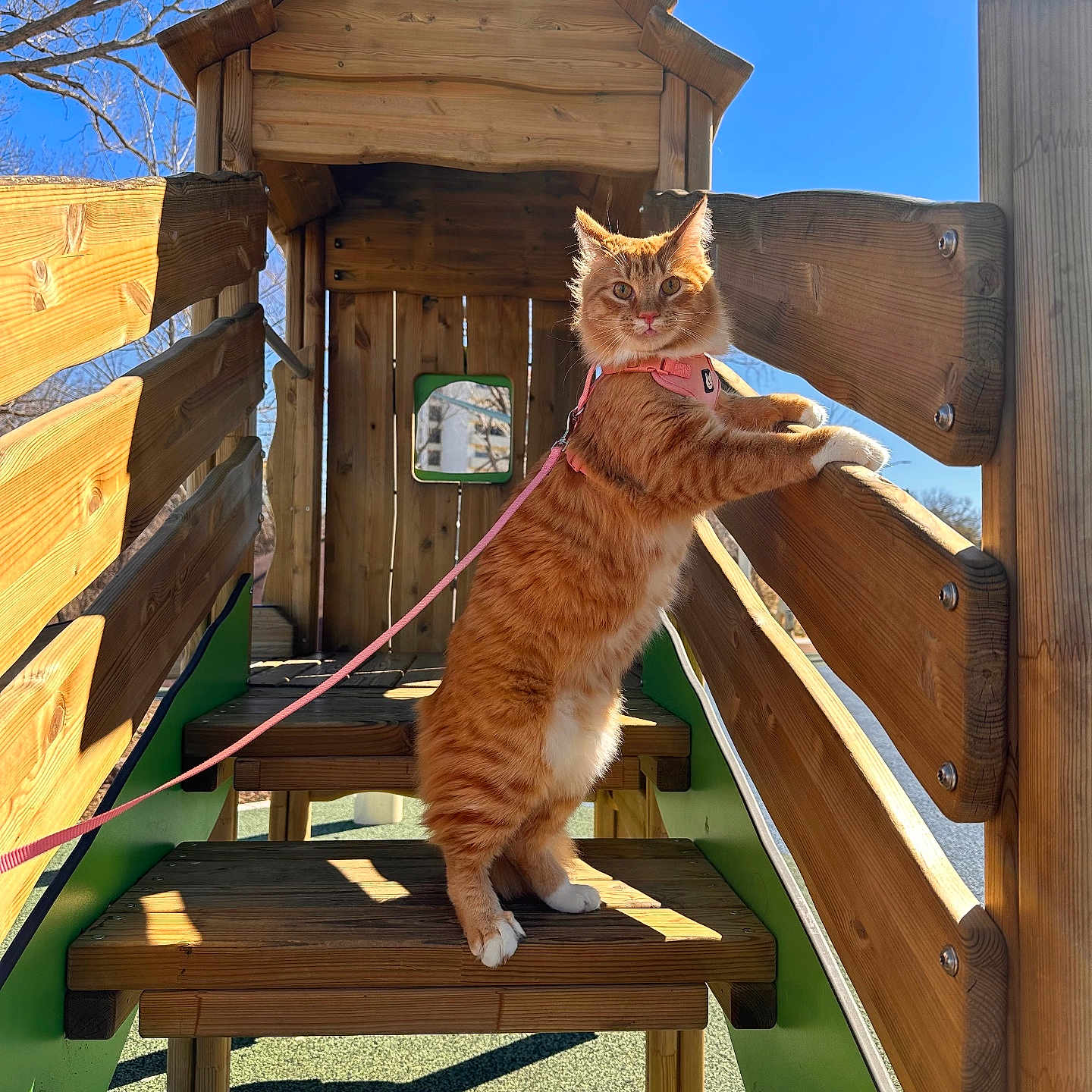 Konnie is registered to the contest to win money with this photo: blue_sky, cat, cute, fur, ginger_cat, harness, leash, outdoors, paws, pet, playground, rail, shadow, stairs, standing, sunlight, tree, whiskers, wood, wooden_playhouse