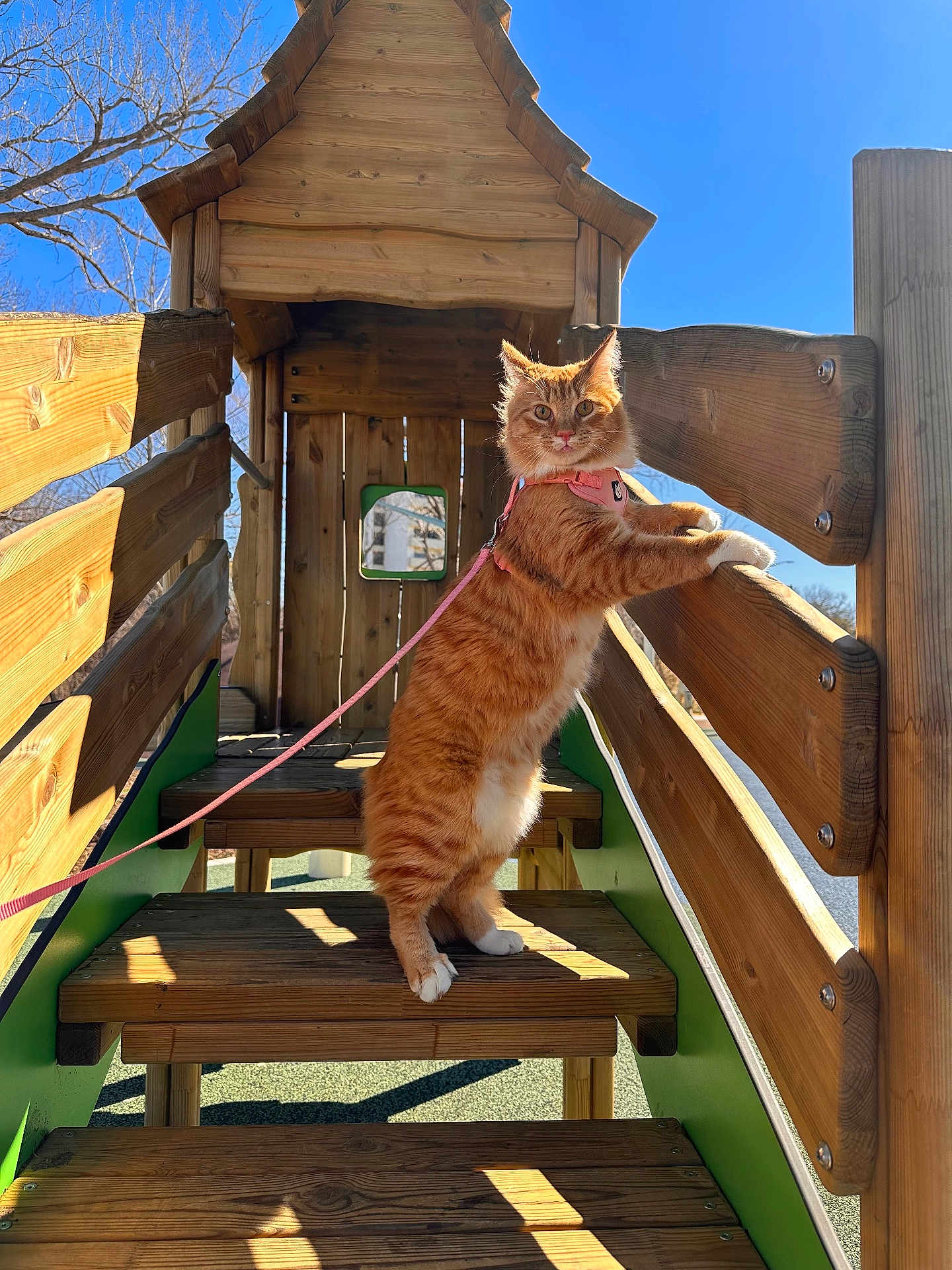 Konnie is registered to the contest to win money with this photo: blue_sky, cat, cute, fur, ginger_cat, harness, leash, outdoors, paws, pet, playground, rail, shadow, stairs, standing, sunlight, tree, whiskers, wood, wooden_playhouse