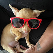 Papa joined the competition — help win amazing prizes! accessory, animal, casual, closeup, companion, cute, dog, ears, fashion, hand, indoors, nails, paw, person, pet, relaxed, small_dog, sunglasses, tan_fur, tattoo
