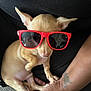 accessory, animal, casual, closeup, companion, cute, dog, ears, fashion, hand, indoors, nails, paw, person, pet, relaxed, small_dog, sunglasses, tan_fur, tattoo