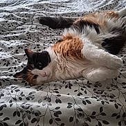 Bella Rosa joined the competition — help win amazing prizes! animal, bed, bedding, blanket, calico, cat, cute, domestic_animal, feline, fur, indoor, light, pattern, pet, relaxed, resting, sleepy, soft, whiskers, window