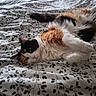 animal, bed, bedding, blanket, calico, cat, cute, domestic_animal, feline, fur, indoor, light, pattern, pet, relaxed, resting, sleepy, soft, whiskers, window