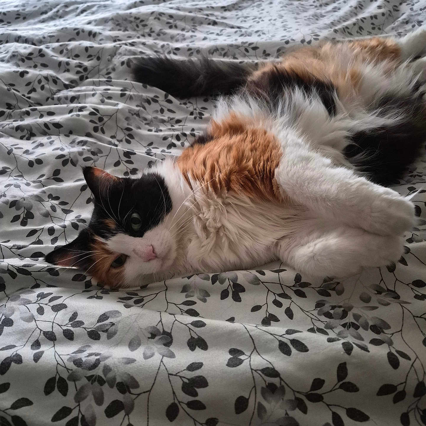 Bella Rosa joined the competition — help win amazing prizes! animal, bed, bedding, blanket, calico, cat, cute, domestic_animal, feline, fur, indoor, light, pattern, pet, relaxed, resting, sleepy, soft, whiskers, window