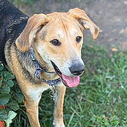 Romeo joined the competition — help win amazing prizes! dog, canine, pet, outdoor, grass, plants, collar, tongue, happy, animal, nature, ears, face, muzzle, fur, brown, black, greenery, daylight, garden