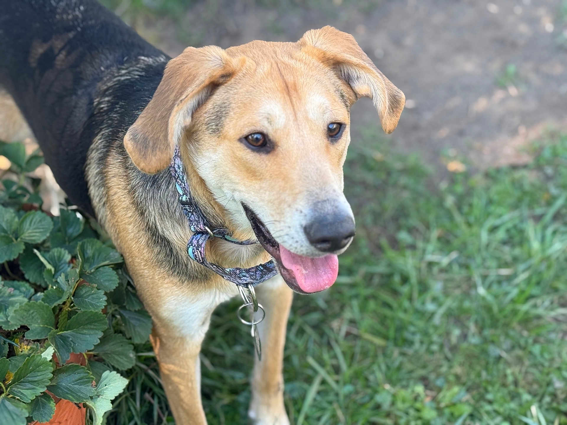 Romeo joined the competition — help win amazing prizes! dog, canine, pet, outdoor, grass, plants, collar, tongue, happy, animal, nature, ears, face, muzzle, fur, brown, black, greenery, daylight, garden