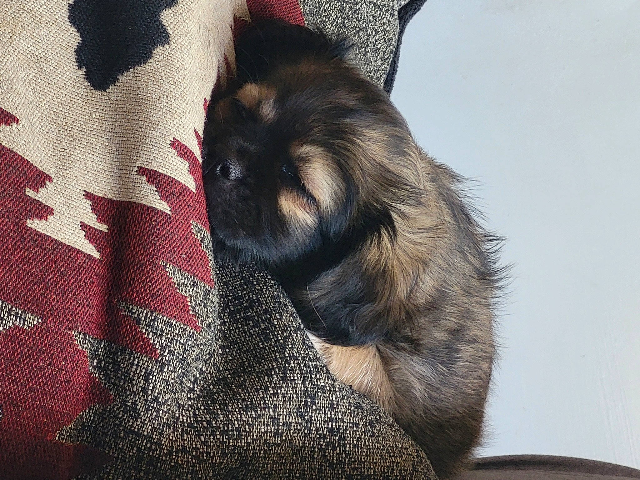 Jasper And Bacon joined the competition — help win amazing prizes! canidae, carnivore, cat, comfort, companion_dog, dog_breed, fawn, felidae, fur, hat, liver, nap, pattern, paw, small_to_medium_sized_cats, snout, sporting_group, tail, toy_dog, whiskers