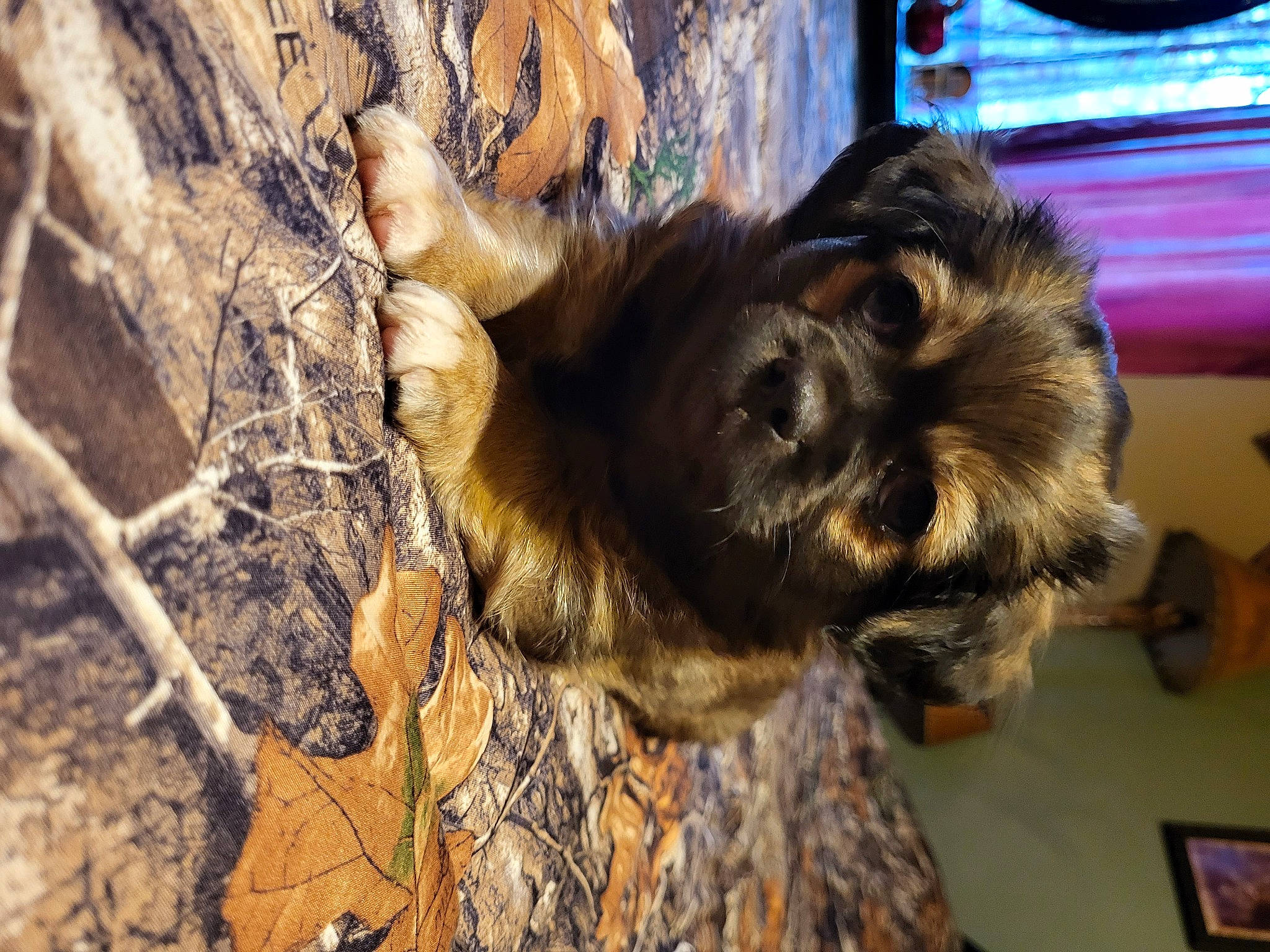 Jasper And Bacon joined the competition — help win amazing prizes! canidae, carnivore, companion_dog, dog_breed, felidae, fur, liver, natural_material, paw, picture_frame, soil, sporting_group, terrestrial_animal, tree, trunk, twig, whiskers, wildlife, wood, working_animal