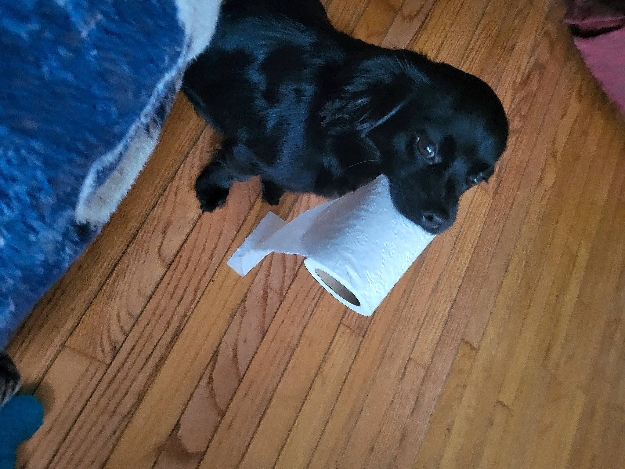 Jasper And Bacon is registered to the contest to win money with this photo: canidae, carnivore, companion_dog, dog, dog_breed, fawn, felidae, flooring, fur, gun_dog, hardwood, laminate_flooring, liver, retriever, snout, tail, whiskers, wood, wood_flooring, wood_stain