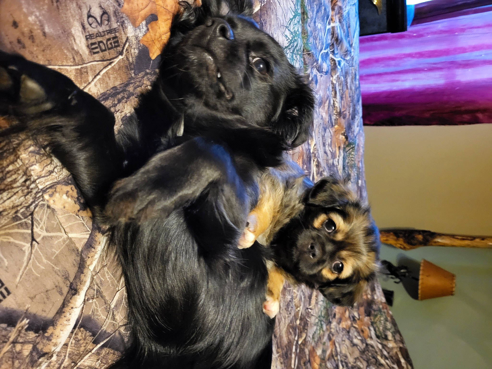 Jasper And Bacon joined the competition — help win amazing prizes! art, canidae, carnivore, claw, companion_dog, dog_breed, fawn, felidae, fur, livestock, small_to_medium_sized_cats, snout, sporting_group, tail, terrestrial_animal, tradition, whiskers, wildlife, wood, working_animal