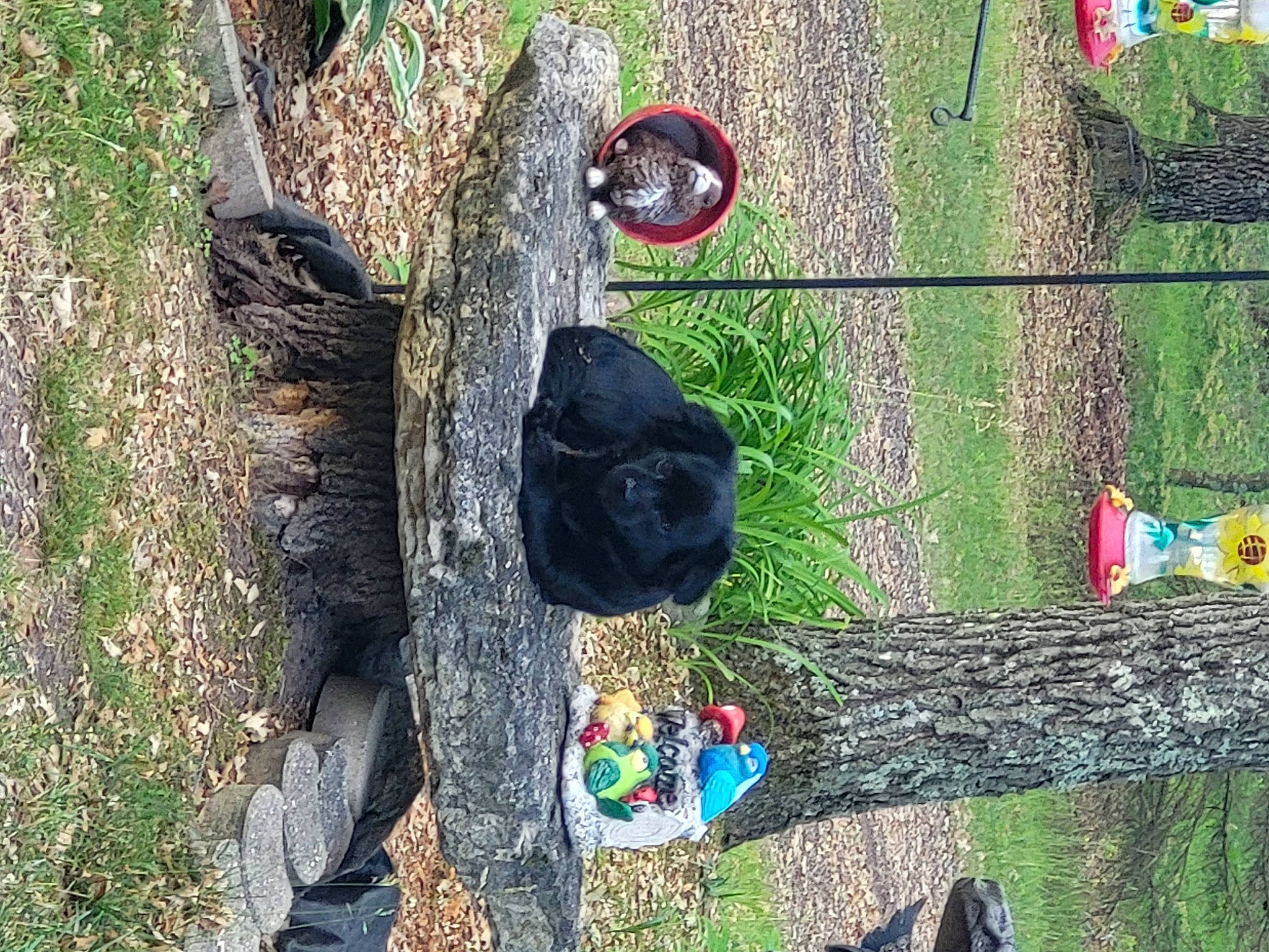 Jasper And Bacon joined the competition — help win amazing prizes! automotive_tire, biome, botany, garden, grass, jungle, landscape, natural_material, plant, shrub, soil, terrestrial_animal, toy, tree, trunk, wildlife, wood, woody_plant, working_animal, yard