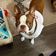 Hazelnut joined the competition — help win amazing prizes! animal, boston_terrier, brown_and_white, companion, curious, cushion, cute, dog, domestic_animal, ears_up, floor, flooring, harness, household, indoor, looking_up, pet, rug, small_dog, wood_floor