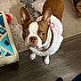 animal, boston_terrier, brown_and_white, companion, curious, cushion, cute, dog, domestic_animal, ears_up, floor, flooring, harness, household, indoor, looking_up, pet, rug, small_dog, wood_floor