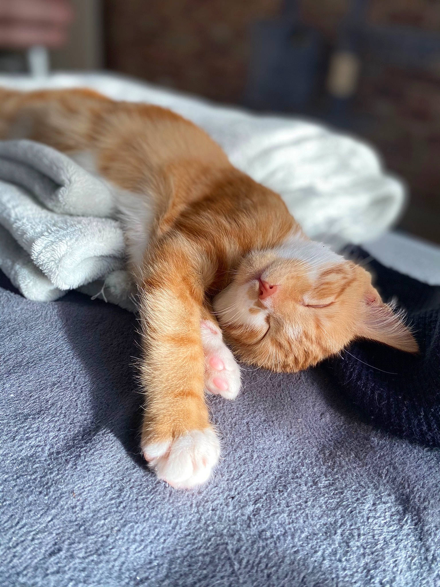 Roux participe au concours pour gagner de l'argent avec cette photo : carnivore, cat, claw, comfort, domestic_short_haired_cat, fawn, felidae, foot, fur, human_leg, liver, nap, paw, small_to_medium_sized_cats, snout, sporting_group, tail, terrestrial_animal, whiskers, wood