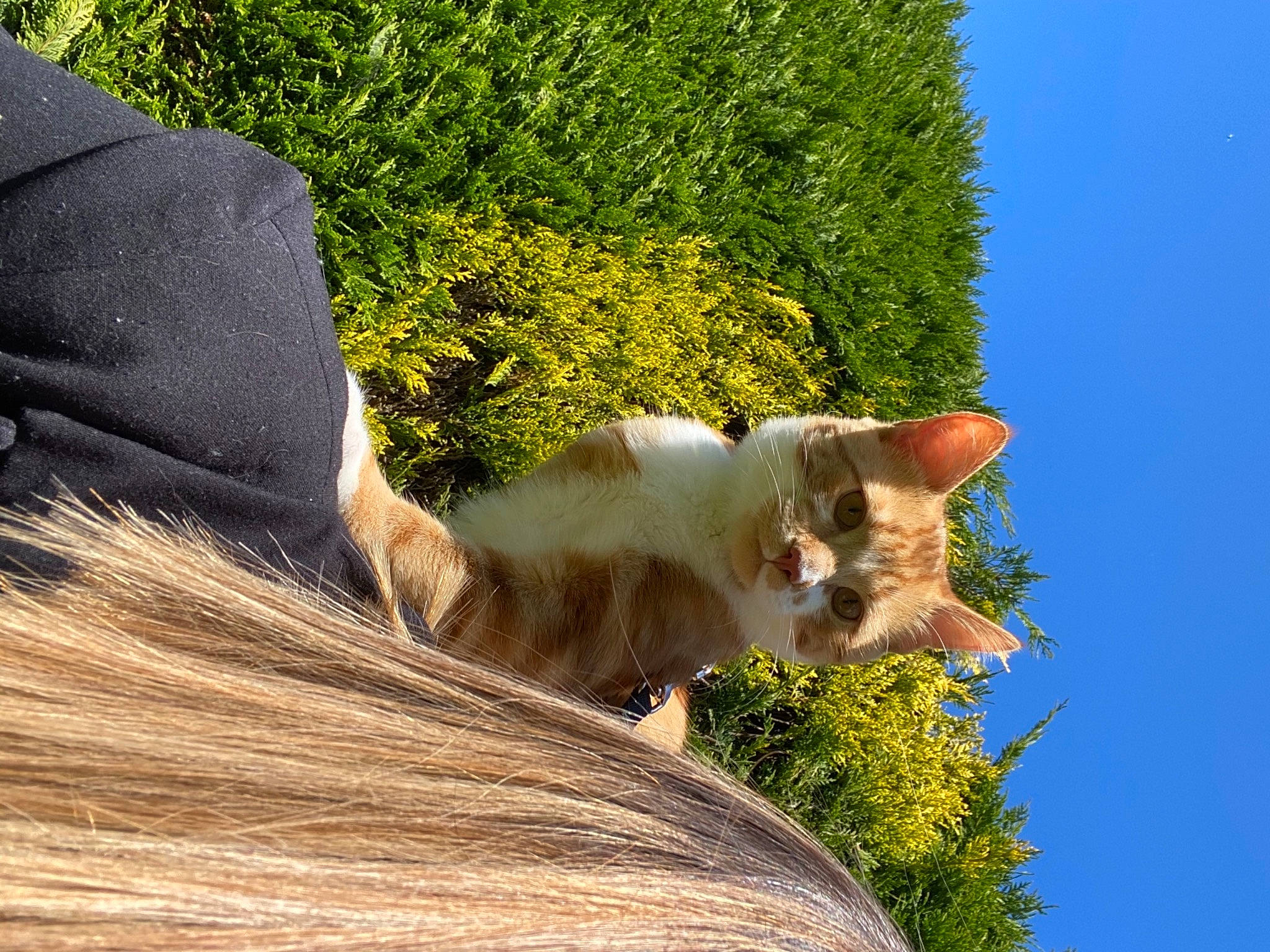 Roux a rejoint le concours — aidez-le/la à gagner de superbes lots ! botany, carnivore, cat, daytime, domestic_short_haired_cat, fawn, felidae, grass, leaf, leisure, plant, sky, small_to_medium_sized_cats, snout, sunlight, tail, tree, vertebrate, whiskers, wood