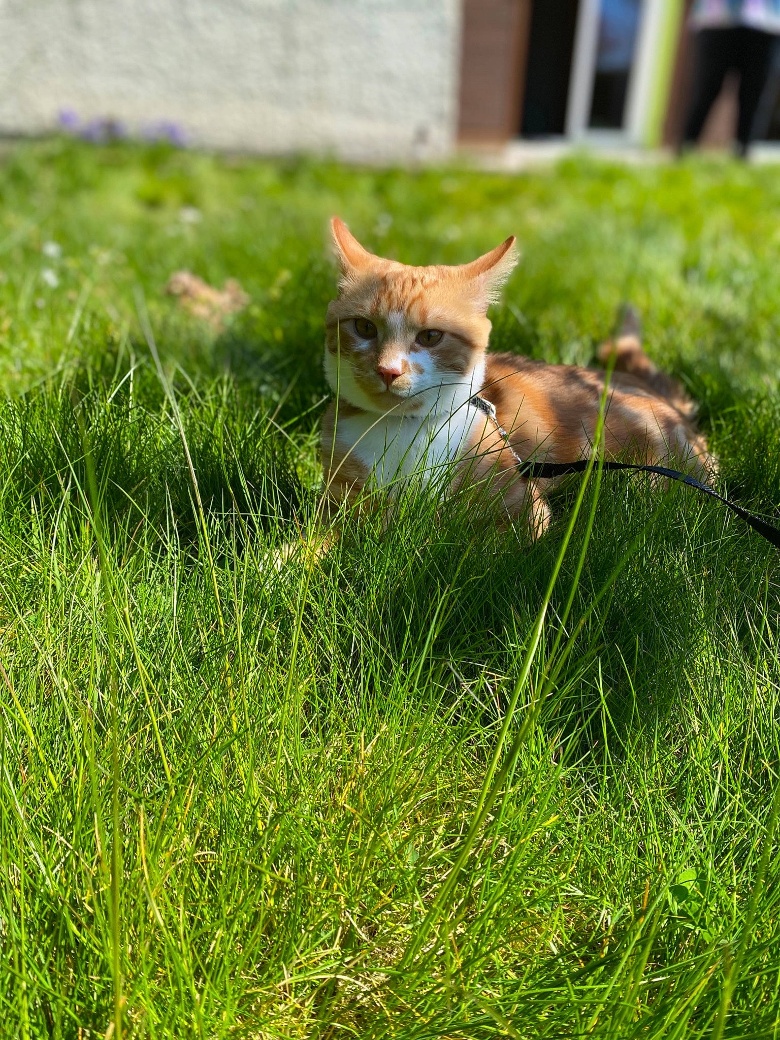 Roux participe au concours pour gagner de l'argent avec cette photo : carnivore, cat, domestic_short_haired_cat, fawn, felidae, grass, grass_family, grassland, groundcover, lawn, pasture, plant, small_to_medium_sized_cats, snout, tail, terrestrial_animal, tree, whiskers, wildlife, wood