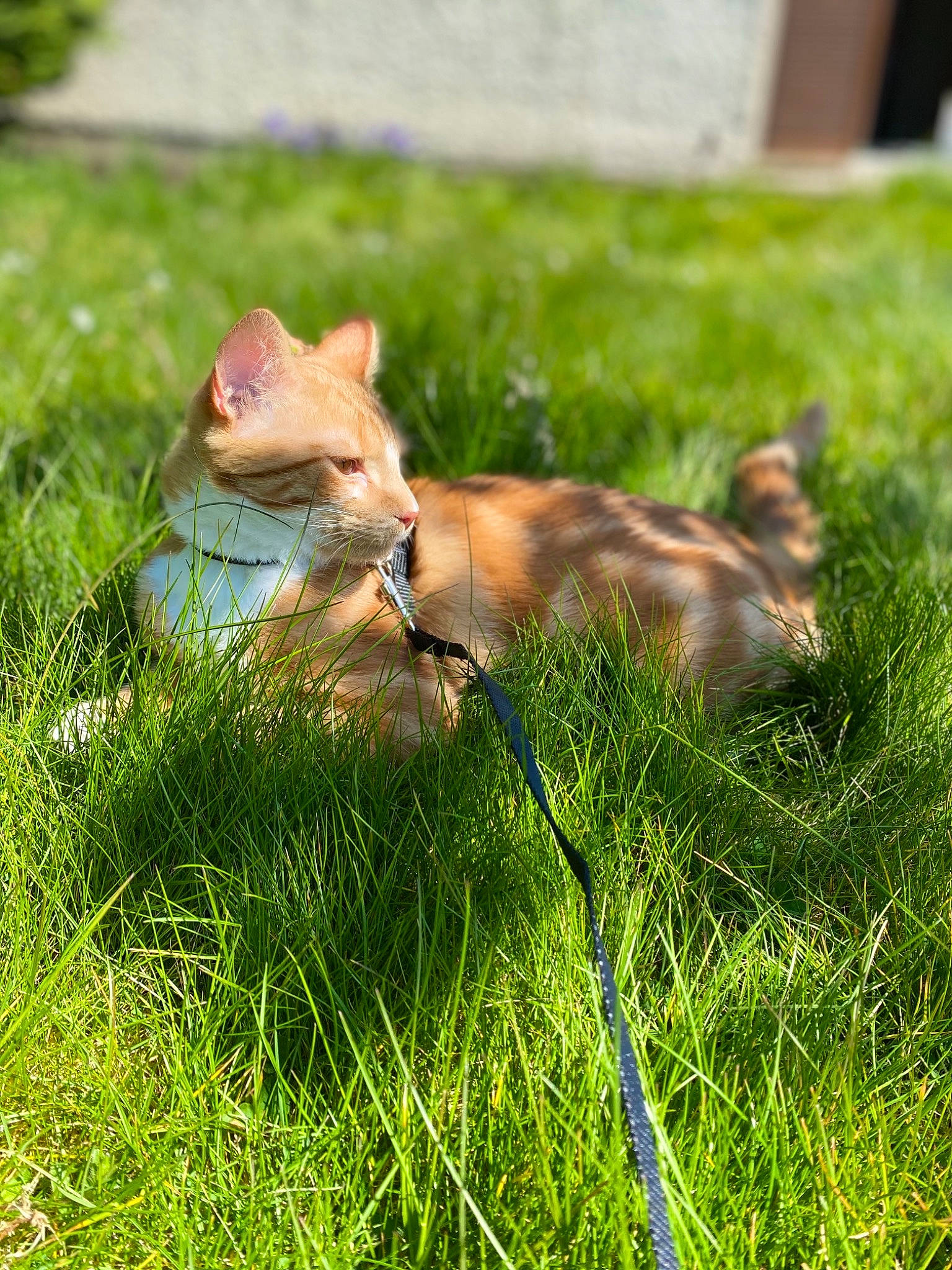 Roux a rejoint le concours — aidez-le/la à gagner de superbes lots ! carnivore, cat, companion_dog, dog_breed, fawn, felidae, fur, grass, grass_family, plant, red_fox, small_to_medium_sized_cats, snout, sporting_group, tail, terrestrial_animal, tree, whiskers, wildlife, wood