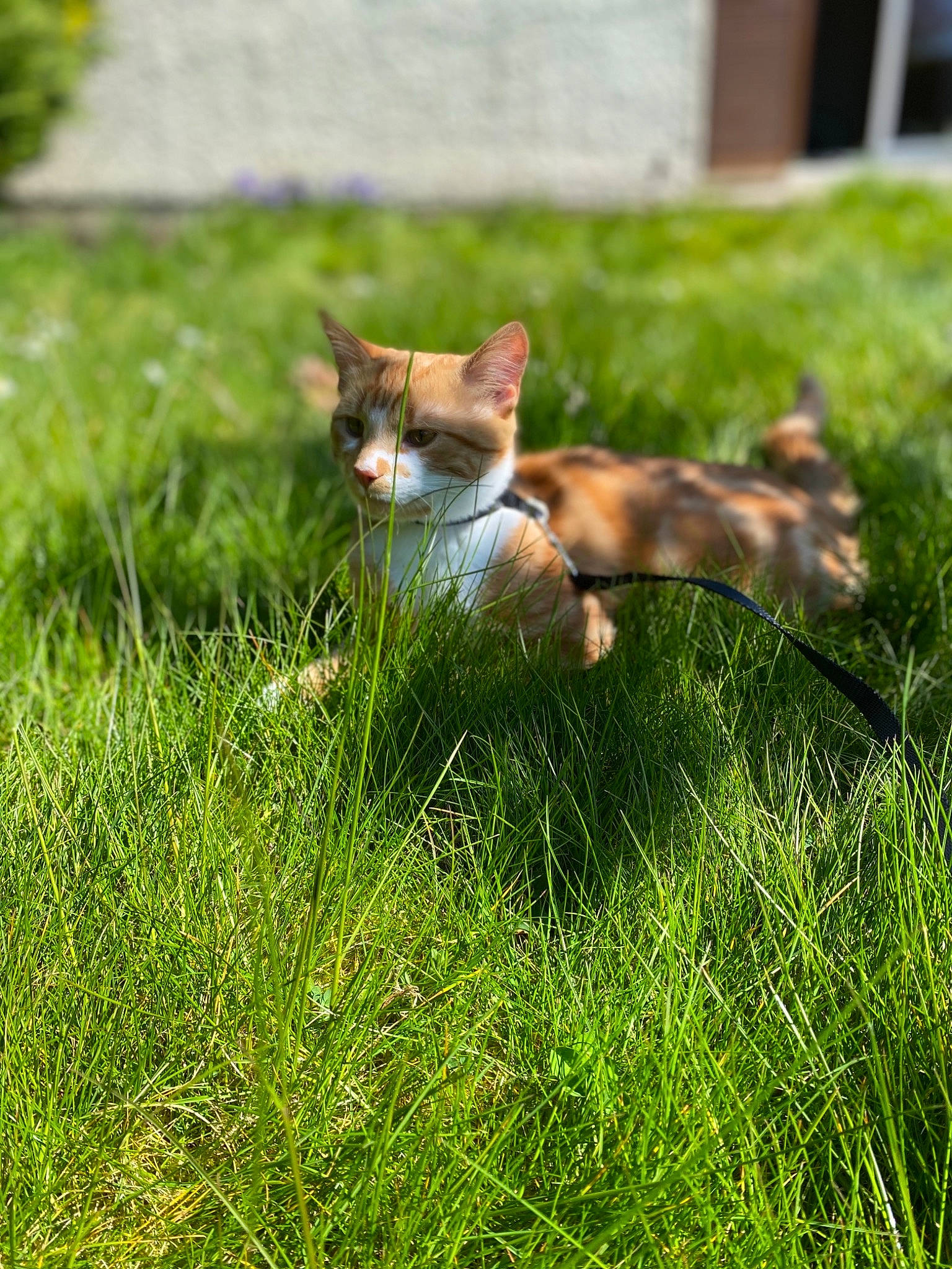 Roux participe au concours pour gagner de l'argent avec cette photo : carnivore, cat, dog_breed, fawn, felidae, grass, grass_family, grassland, groundcover, lawn, meadow, plant, small_to_medium_sized_cats, sporting_group, tail, terrestrial_animal, tree, vertebrate, whiskers, wood