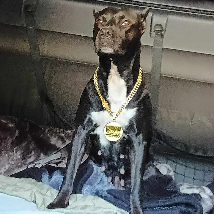 Sage Marie joined the competition — help win amazing prizes! dog, black_dog, gold_chain, blanket, vehicle_interior, seat, pet, animal, sitting, indoors, fur, collar, alert, portrait, canine, mammal, domestic_animal, watchful, resting, companion