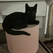 Mimine participe au concours pour gagner de l'argent avec cette photo : black_cat, kitten, paper_towel, indoor, pet, animal, feline, curious, domestic, cozy, fur, eyes, resting, small, cute, household, texture, pink, soft_lighting, sitting