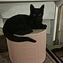 black_cat, kitten, paper_towel, indoor, pet, animal, feline, curious, domestic, cozy, fur, eyes, resting, small, cute, household, texture, pink, soft_lighting, sitting
