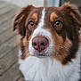 Upsy participe au concours pour gagner de l'argent avec cette photo : dog, close_up, portrait, brown_fur, white_fur, nose, eyes, pet, animal, fluffy, outdoor, wooden_floor, collar, fur, cute, canine, muzzle, whiskers, focused, domestic_animal