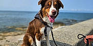 Upsy participe au concours pour gagner de l'argent avec cette photo : animal, bandana, brown_and_white, canine, coast, daylight, dog, hand, happy, leash, nature, ocean, outdoor, pet, rocky_surface, shore, sitting, sky, tongue_out, water