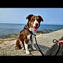 dog, brown_and_white, bandana, leash, sitting, rocky_surface, ocean, water, sky, outdoor, happy, tongue_out, pet, canine, nature, daylight, hand, shore, coast, animal