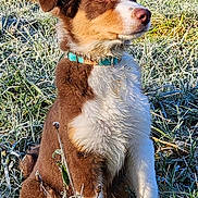 Upsy a rejoint le concours — aidez-le/la à gagner de superbes lots ! dog, brown, white, collar, grass, frost, outdoor, animal, pet, sitting, canine, nature, morning, field, fur, alert, portrait, sunlight, cold, adorable