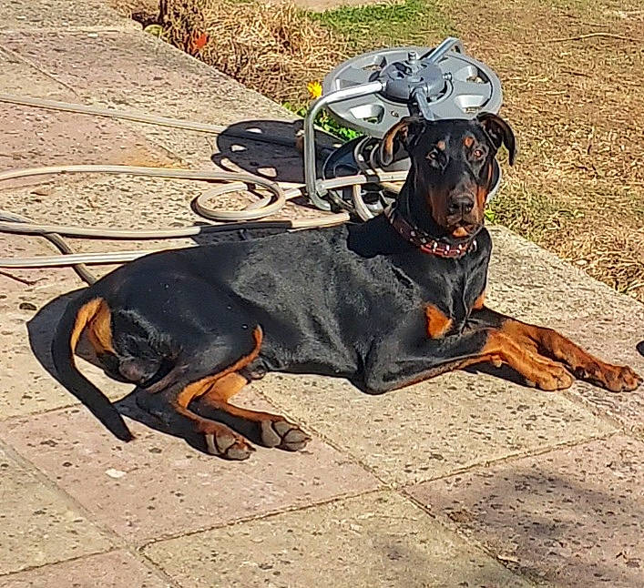 Lester joined the competition — help win amazing prizes! canidae, carnivore, collar, companion_dog, dog, dog_breed, dog_collar, dog_supply, fashion_accessory, fawn, guard_dog, hat, hound, pinscher, plant, rottweiler, sporting_group, toy_dog, working_animal, working_dog