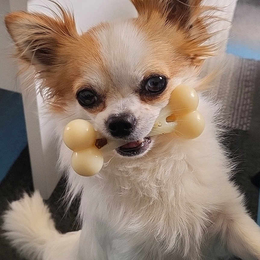 Twix participe au concours pour gagner de l'argent avec cette photo : animal, bodypart, canine, chihuahua, cockerspaniel, dog, dogbed, eskimodog, jar, mouth, papillon, person, pet, pottery, puppy, terrier, vase, whitedog