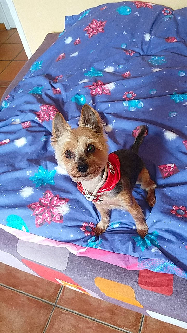 Ema a rejoint le concours — aidez-le/la à gagner de superbes lots ! canidae, carnivore, companion_dog, dog, dog_breed, dog_clothes, dog_supply, electric_blue, event, fashion_accessory, fawn, holiday, mammal, pet_supply, recreation, snout, sporting_group, toy_dog, vertebrate, working_animal