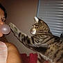 animal, arm, bubble_gum, casual, cat, closeup, curious, face, feline, funny, indoor, interaction, paw, person, pet, playful, striped, tabby_cat, window_blind, woman